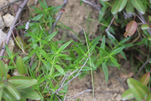 Southern bush monkeyflower (Diplacus longiflorus)