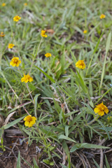 Melampodium linearilobum