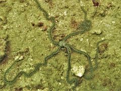 Macrophiothrix