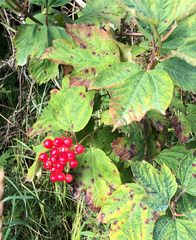 Viburnum opulus