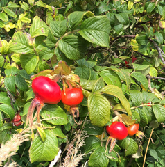 Rosa rugosa