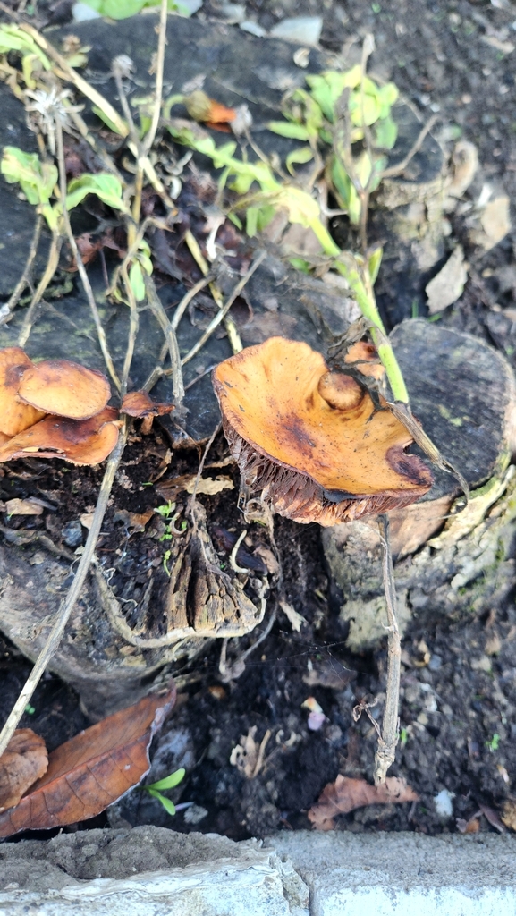 Flammulina velutipes · April 2025 · photo: © squidney8 (iNaturalist, cc0)