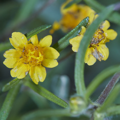 Melampodium linearilobum