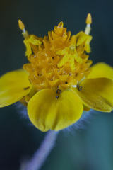 Melampodium linearilobum