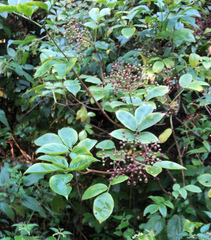 Sambucus nigra