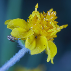 Melampodium linearilobum