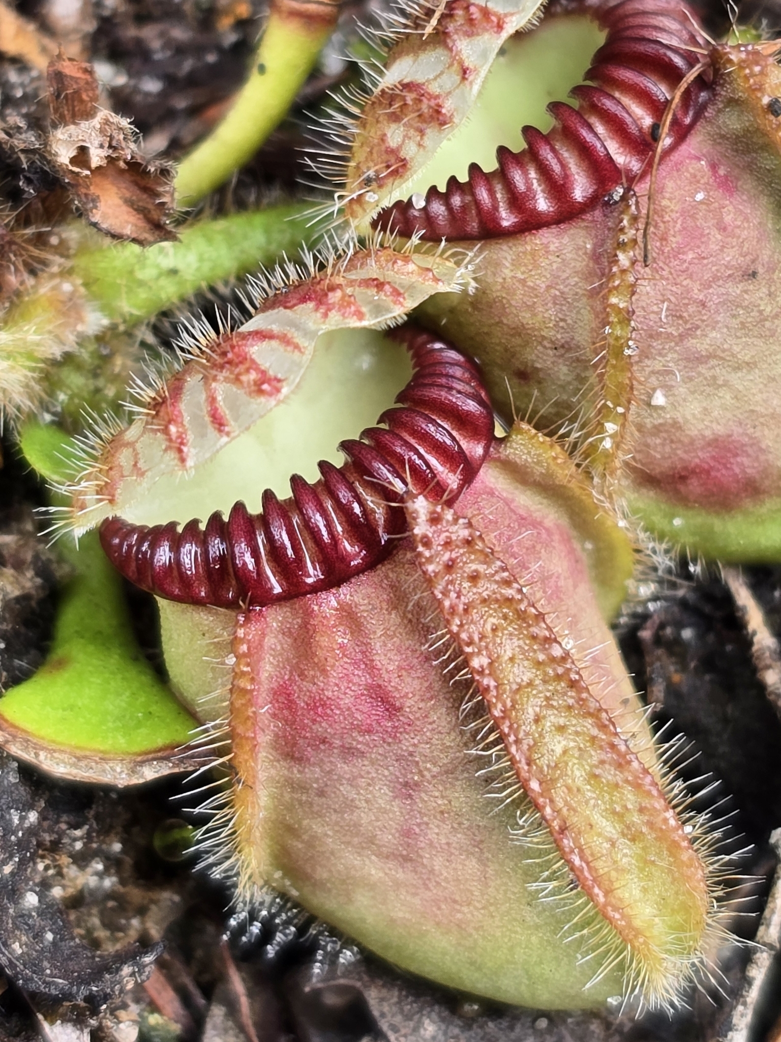 Imagem de Planta-carnívora-australiana