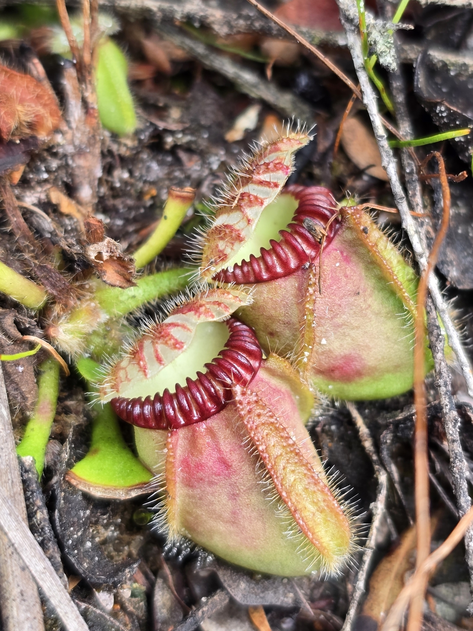 Imagem de Planta-carnívora-australiana