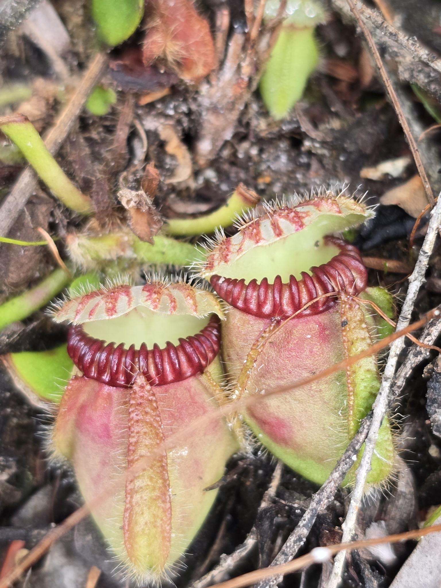 Imagem de Planta-carnívora-australiana