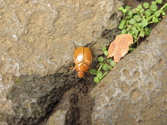 Pachystethus nectoctenus