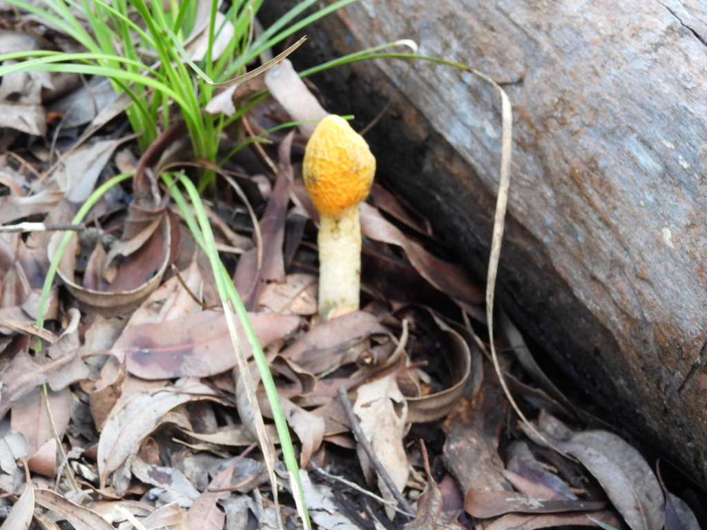 Phallus multicolor · April 2025 · photo: © hatwise (iNaturalist, cc-by)