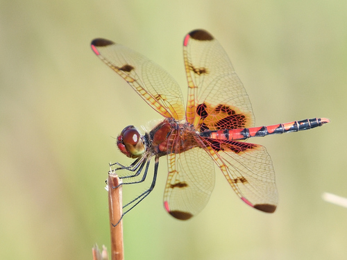 Calico Pennant photographed in Mississippi