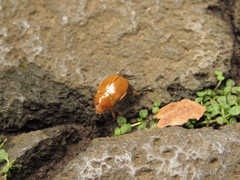 Pachystethus nectoctenus