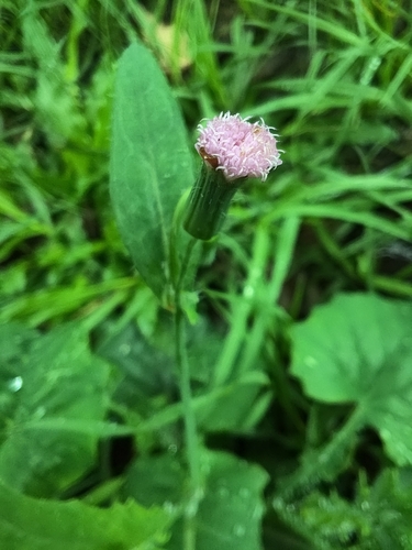 Image of Emilia javanica by (c) 許慶棠Ray, some rights reserved (CC BY)