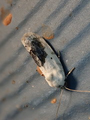 Ponometia erastrioides