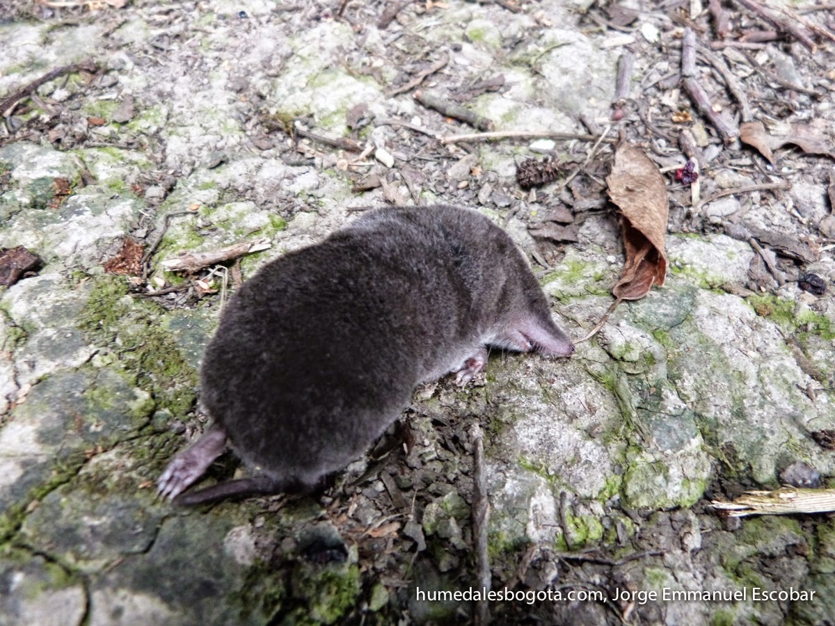 Cryptotis thomasi (Merriam, 1897)