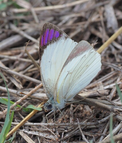 Bushveld Purple Tip photo 6