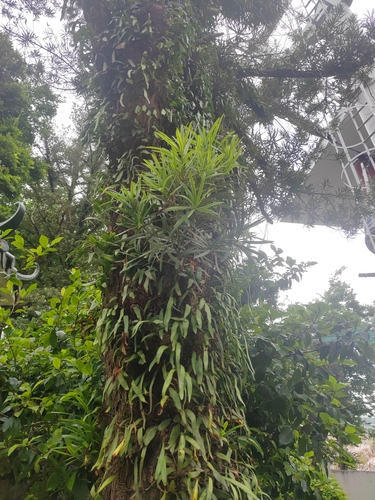 Foto de Cacto-orquídea