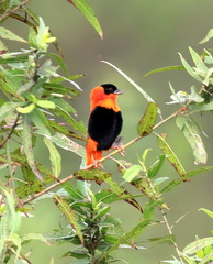 Euplectes franciscanus