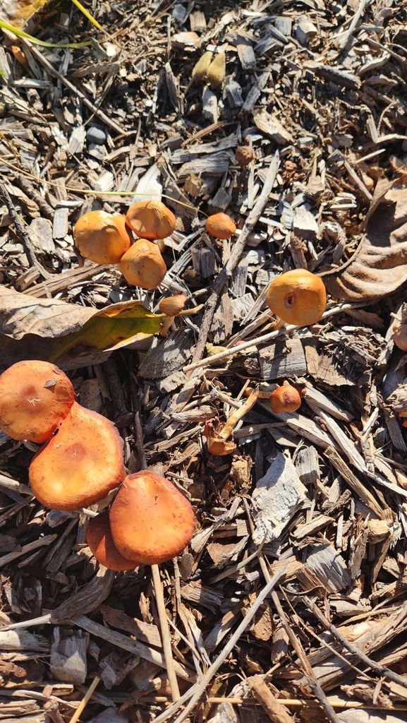 Leratiomyces ceres · April 2025 · photo: © squidney8 (iNaturalist, cc0)