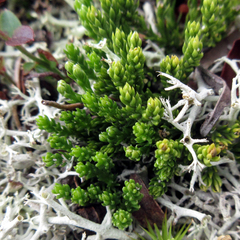 Diphasiastrum sitchense