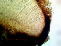 Sarcogyne similis