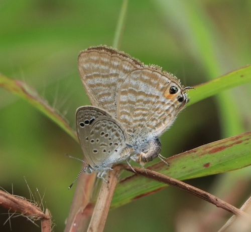 Photo of Pea Blue (Lampides boeticus)