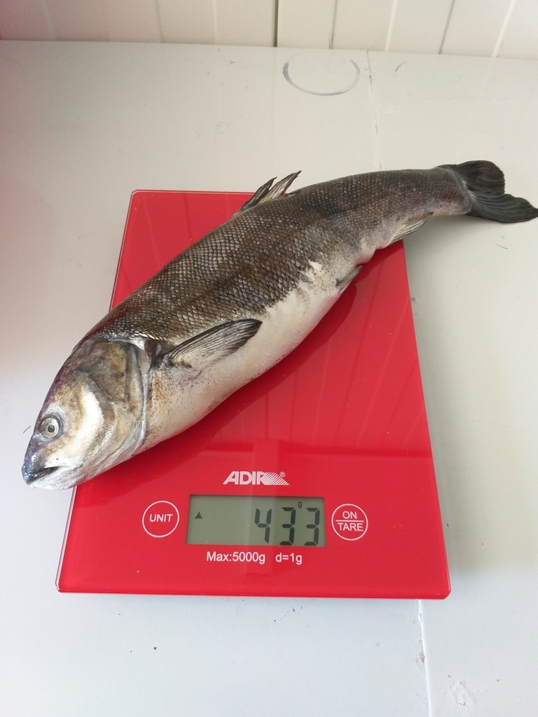 Spottail Chub