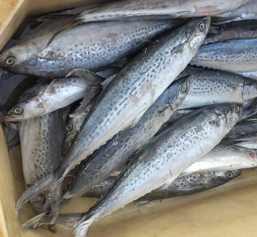 Indo-Pacific king mackerel (Scomberomorus guttatus) — Scombridae — 5
