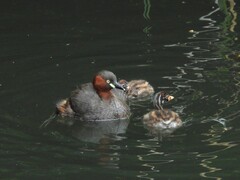 Little Grebe photo 5