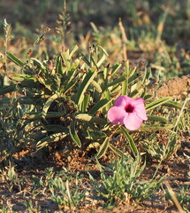 Desert Rose (Adenium swazicum)