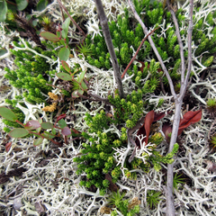 Diphasiastrum sitchense