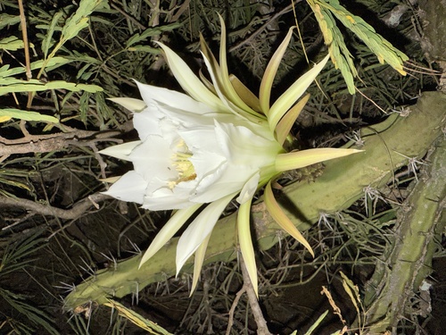 Harrisia martinii observed 2025-04-25