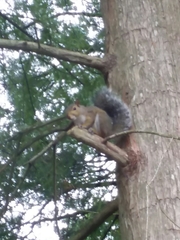 Sciurus carolinensis