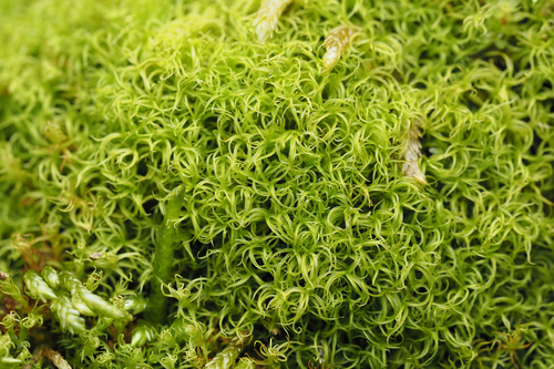 Amphidium californicum observed 2025-04-25