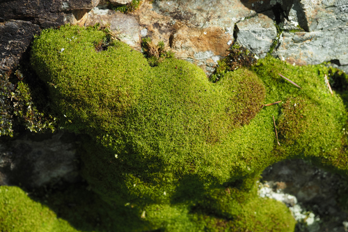 Amphidium californicum observed 2025-04-25