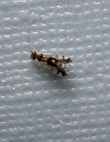 Ectopsocus gracilis, 2025-04-26