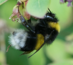 Bombus lucorum