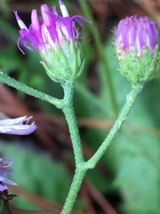 Vernonia acaulis