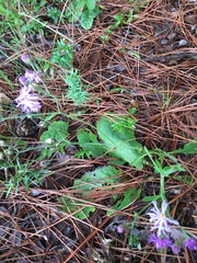 Vernonia acaulis