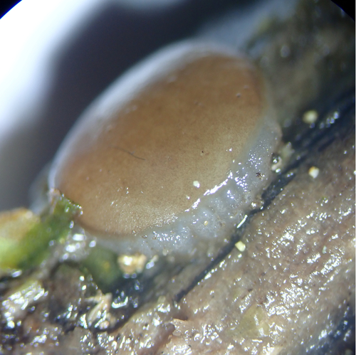 Adelphella babingtonii