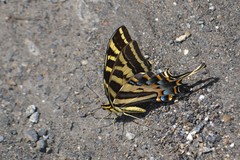 Papilio pilumnus