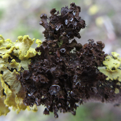 Tuckermanopsis sepincola
