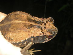 Incilius melanochlorus