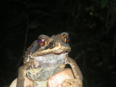 Incilius melanochlorus