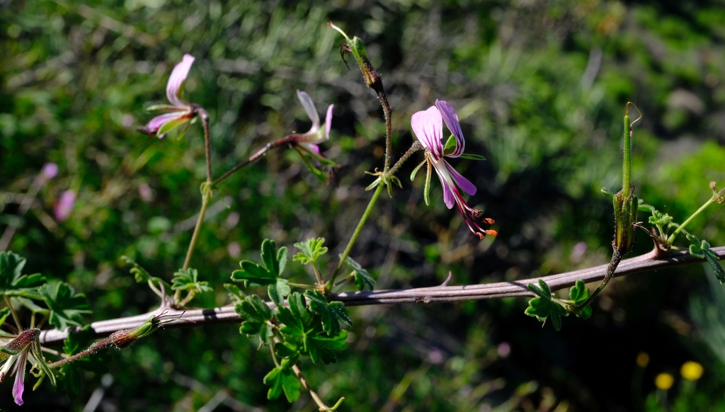Pelargonium antidysentericum