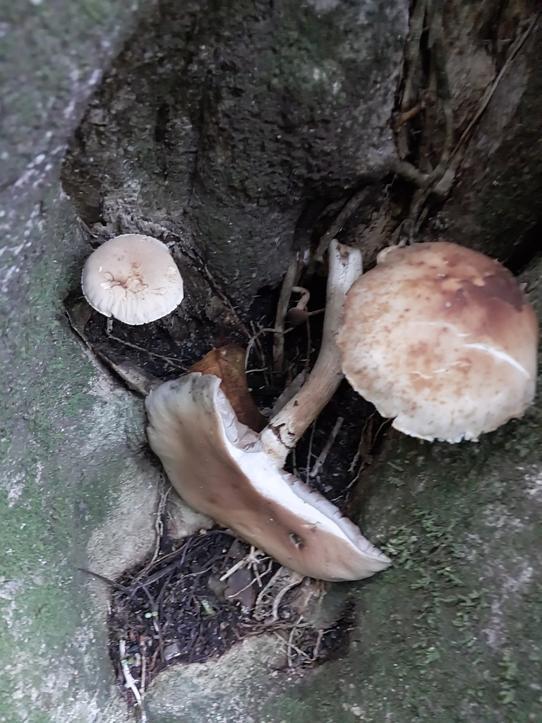 Cyclocybe parasitica · April 2025 · photo: © kiwialli (iNaturalist, cc-by)