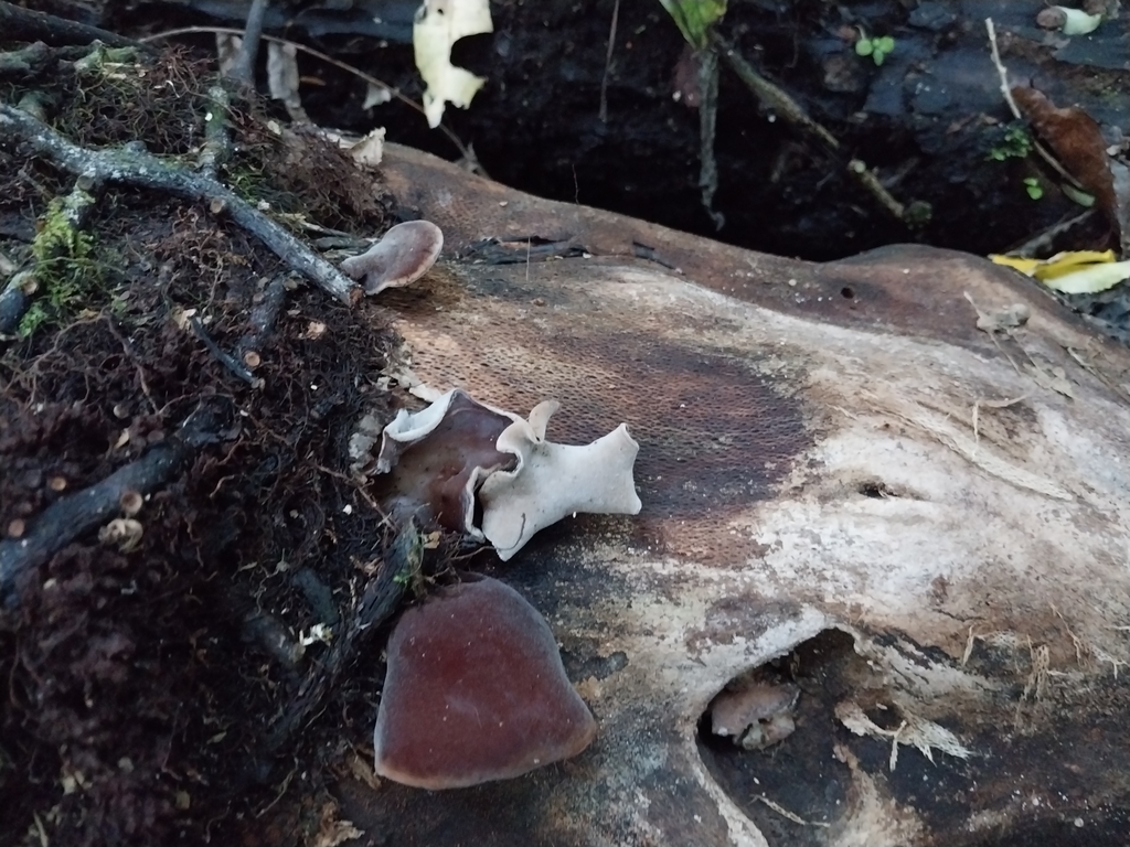Auricularia cornea · April 2025 · photo: © kiwialli (iNaturalist, cc-by)