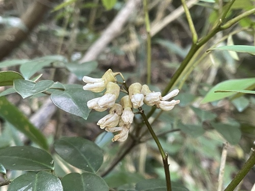 Sophora franchetiana iNat (1)