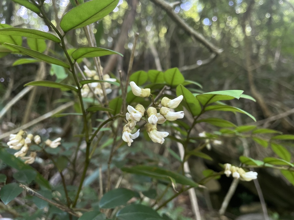 Sophora franchetiana